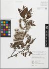 Foto von Salix fulvopubescens var. tagawana (Koidz.) K. C. Yang & T. C. Huang